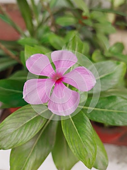 Periwinkle rose. Apocynaceae, native to Europe, northwest Africa and southwest Asia.Â 